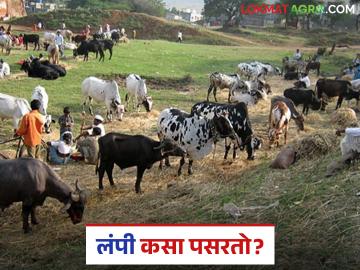 Lumpy Skin Disease : जनावरांमध्ये लम्पी रोग कसा पसरतो? जाणून घ्या सविस्तर - Marathi News | Latest News Lumpy Skin Disease How does lumpy disease spread in animals livestock Learn in detail | Latest News at Lokmat.com Lumpy Skin Disease : जनावरांमध्ये लम्पी रोग कसा पसरतो? जाणून घ्या सविस्तर - Marathi News | Latest News Lumpy Skin Disease How does lumpy disease spread in animals livestock Learn in detail | Latest News at Lokmat.com
