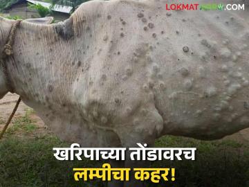 Lumpy Skin Diseases : खरिपाआधीच लम्पीचा 'हल्ला'; जनावरे रस्त्यावर, उपाययोजना 'शून्य' वाचा सविस्तर - Marathi News | latest news Lumpy Skin Diseases: Lumpy 'attack' even before Kharip; Animals on the streets, 'zero' measures Read in detail | Latest News at Lokmat.com