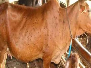लम्पी परत आलाय, पशुधन वाचविण्यासाठी काय कराल - Marathi News | Lumpy is back, what will you do to save the livestock | Latest agriculture News at Lokmat.com