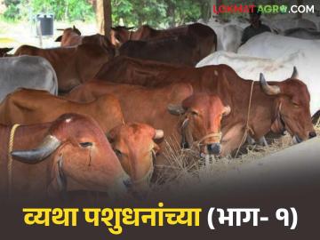 Lumpy Skin Disease Prevention: लम्पीवर मात! अंबड तालुक्यात ५३ हजार पशुधन सुरक्षित वाचा सविस्तर - Marathi News | latest news Lumpy Skin Disease Prevention: Defeat Lumpy! 53 thousand livestock safe in Ambad taluka Read in detail | Latest News at Lokmat.com Lumpy Skin Disease Prevention: लम्पीवर मात! अंबड तालुक्यात ५३ हजार पशुधन सुरक्षित वाचा सविस्तर - Marathi News | latest news Lumpy Skin Disease Prevention: Defeat Lumpy! 53 thousand livestock safe in Ambad taluka Read in detail | Latest News at Lokmat.com