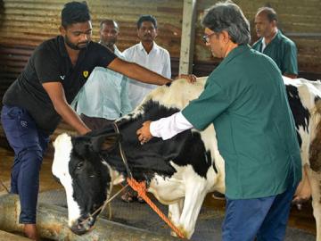 लम्पीचा प्रादुर्भाव रोखण्यासाठी 'अशी' घ्या पशुधनाची काळजी - Marathi News | Take care of livestock to prevent lumpy outbreaks | Latest News at Lokmat.com