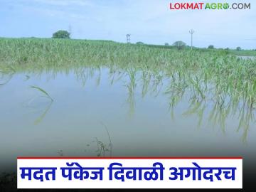 अतिवृष्टीग्रस्त शेतकऱ्यांना जाहीर करण्यात आलेल्या मदत पॅकेजचे नवीन अपडेट आले; वाचा सविस्तर - Marathi News | New update on relief package announced for farmers affected by heavy rains; Read in detail | Latest News at Lokmat.com
