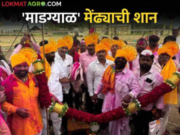 सांगोल्यात माडग्याळ मेंढ्यांच्या खरेदी-विक्रीतून दीड कोटीची उलाढाल - Marathi News | A turnover of one and a half crores from the sale of Madgyal sheep in Sangola | Latest News at Lokmat.com