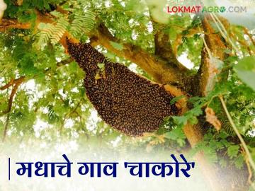 Honey Village : मधाचं गाव म्हणून चाकोरे गावाची निवड का केली? जाणून घ्या सविस्तर  - Marathi News | Latest News Honey Village trimbakeshwer Chakore village chosen as honey village scheme | Latest News at Lokmat.com