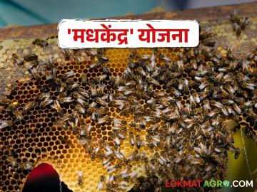 मधमाशीपालन व्यवसाय करताय? खादी व ग्रामोद्योग मंडळाची ही योजना देतेय अनुदान - Marathi News | Apiary scheme for beekeeping | Latest agriculture News at Lokmat.com मधमाशीपालन व्यवसाय करताय? खादी व ग्रामोद्योग मंडळाची ही योजना देतेय अनुदान - Marathi News | Apiary scheme for beekeeping | Latest agriculture News at Lokmat.com