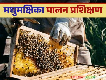 Agriculture News : नाशिकच्या कृषी विज्ञान केंद्रात मोफत मधमाशी पालन प्रशिक्षण, वाचा सविस्तर  - Marathi News | Latest News Madhmashi Palan Free beekeeping training at Krishi Vigyan Kendra, Nashik, read in detail | Latest News at Lokmat.com