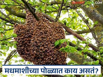गोड-गोड मध तयार करणाऱ्या मधमाशीच्या पोळ्यातलं अद्भुत जग नेमकं कसं असतं? वाचा सविस्तर 