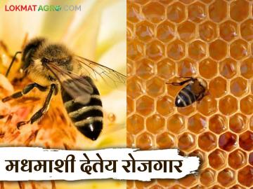 मधुमक्षिकापालन हा कृषिपूरक व्यवसाय करून कमवा अधिकच उत्पन्न; योजनेसाठी आजच नोंदणी करा - Marathi News | Earn more income by doing beekeeping as a complementary business; Register for the scheme today | Latest News at Lokmat.com मधुमक्षिकापालन हा कृषिपूरक व्यवसाय करून कमवा अधिकच उत्पन्न; योजनेसाठी आजच नोंदणी करा - Marathi News | Earn more income by doing beekeeping as a complementary business; Register for the scheme today | Latest News at Lokmat.com