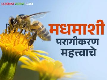 HoneyBee : विषारी फवारणीने मधमाशांना मारू नका; फळपिकाच्या उत्पादनांत होतेय घट - Marathi News | HoneyBee: Don't kill bees with toxic sprays; Fruit crop production is declining | Latest News at Lokmat.com