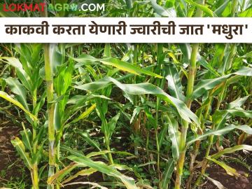 गोड धाटाच्या ज्वारीच्या मधुरा जातीची खासियत काय? - Marathi News | What is the specialty of Madhura variety of sweet sorghum? | Latest News at Lokmat.com