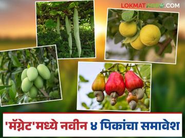MAGNET Project : मॅग्नेट प्रकल्पात अजून चार नवीन पिकांची भर, आला नवीन जीआर; वाचा सविस्तर - Marathi News | MAGNET Project : Four more new crops added to Magnet Project, new GR introduced; Read in detail | Latest News at Lokmat.com