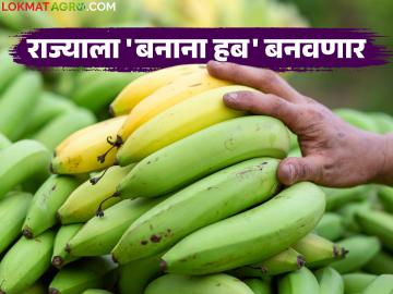 केळीची साठवण व मूल्यवर्धन क्षमता वाढविण्यासाठी राज्यात बनाना हब; शेतकऱ्यांना कसा होणार फायदा? - Marathi News | Banana hub in the state to increase banana storage and value addition capacity; How will farmers benefit? | Latest News at Lokmat.com
