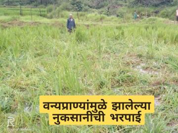 वन्यप्राण्यांमुळे झालेल्या नुकसान भरपाईसाठी अर्ज केला का? जाणून घ्या संपूर्ण प्रक्रिया - Marathi News | latest News Application process for getting wildlife compensation by maha forest | Latest News at Lokmat.com वन्यप्राण्यांमुळे झालेल्या नुकसान भरपाईसाठी अर्ज केला का? जाणून घ्या संपूर्ण प्रक्रिया - Marathi News | latest News Application process for getting wildlife compensation by maha forest | Latest News at Lokmat.com