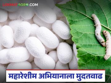 राज्यात महारेशीम अभियानाला मुदतवाढ; आता रेशीम योजनांसाठी किती तारखेपर्यंत करू शकता अर्ज? - Marathi News | Mahareshim Abhiyan extended in the state; Now till what date can you apply for silk schemes? | Latest News at Lokmat.com