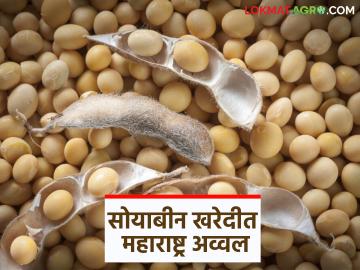 Soybean Kharedi : महाराष्ट्र सोयाबीन खरेदीत देशात अव्वल; हमी भावाने किती सोयाबीन खरेदी? - Marathi News | Soybean Kharedi : Maharashtra tops the country in soybean procurement; How much soybean is purchased at minimum support price? | Latest News at Lokmat.com