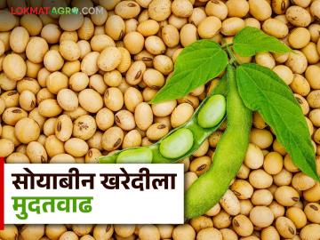 Soybean Kharedi : सोयाबीन खरेदीसाठी शासनाने दिली मुदतवाढ; वाचा सविस्तर - Marathi News | Soybean Kharedi : Government extends deadline for soybean purchase; Read in detail | Latest News at Lokmat.com Soybean Kharedi : सोयाबीन खरेदीसाठी शासनाने दिली मुदतवाढ; वाचा सविस्तर - Marathi News | Soybean Kharedi : Government extends deadline for soybean purchase; Read in detail | Latest News at Lokmat.com