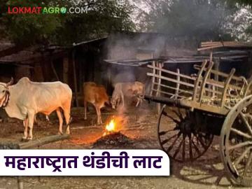 Maharashtra Weather Update : महाराष्ट्रातील 'या' बारा जिल्ह्यात थंडीच्या लाटेची शक्यता, जाणून घ्या सविस्तर  - Marathi News | Latest news Maharashtra Weather Update Possibility of cold wave in these twelve districts of Maharashtra, know in detail | Latest News at Lokmat.com