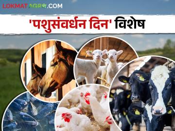 Maharashtra Veterinary Day पशुसंवर्धनातुन उद्योजकता विकास - Marathi News | Entrepreneurship Development from Animal Husbandry | Latest News at Lokmat.com