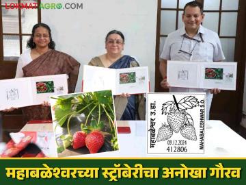 शेतकऱ्यांच्या श्रमाचे प्रतीक असलेल्या स्ट्रॉबेरी फळाचा पोस्टाकडून अनोखा सन्मान - Marathi News | A unique tribute from the post office to the strawberry fruit symbolizing the hard work of farmers | Latest News at Lokmat.com शेतकऱ्यांच्या श्रमाचे प्रतीक असलेल्या स्ट्रॉबेरी फळाचा पोस्टाकडून अनोखा सन्मान - Marathi News | A unique tribute from the post office to the strawberry fruit symbolizing the hard work of farmers | Latest News at Lokmat.com
