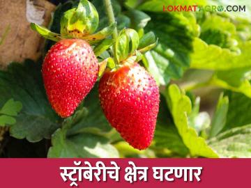 Mahabaleshwar Strawberry : महाबळेश्वरच्या प्रसिद्ध स्ट्रॉबेरीचे क्षेत्र यंदा घटणार - Marathi News | Mahabaleshwar Strawberry: The area of Mahabaleshwar's famous strawberry will decrease this year | Latest News at Lokmat.com