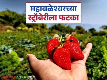 जगप्रसिद्ध महाबळेश्वरच्या स्ट्रॉबेरीला तयार झालाय नवा स्पर्धक; यंदा केली ८० कोटीची उलाढाल - Marathi News | World famous Mahabaleshwar strawberries have a new competitor; this year they have achieved a turnover of 80 crores | Latest News at Lokmat.com