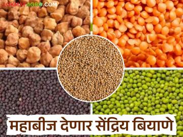 Mahabeej Organic Seeds :'महाबीज'ची सेंद्रिय शेतीत एंट्री; शेतकऱ्यांसाठी प्रमाणित बियाण्यांचा पुरवठा - Marathi News | latest news Mahabeej Organic Seeds: 'Mahabeej's' entry into organic farming! Supply of certified seeds for farmers | Latest News at Lokmat.com