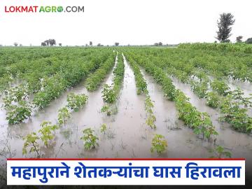 Godavari Flood Impact : गोदाकाठच्या गावांवर संकट; महापुराने शेतकऱ्यांचा घास हिरावला वाचा सविस्तर - Marathi News | latest news Godavari Flood Impact: Crisis on villages along Godavari; Floods rob farmers of their crops Read in detail | Latest News at Lokmat.com Godavari Flood Impact : गोदाकाठच्या गावांवर संकट; महापुराने शेतकऱ्यांचा घास हिरावला वाचा सविस्तर - Marathi News | latest news Godavari Flood Impact: Crisis on villages along Godavari; Floods rob farmers of their crops Read in detail | Latest News at Lokmat.com