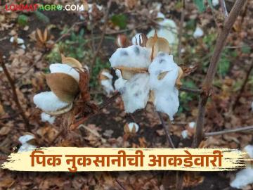 राज्यात ९५ हजार हेक्टरवरील शेतीला पावसाचा फटका सर्वाधिक नुकसान या जिल्ह्यात - Marathi News | Agriculture on 95 thousand hectares in the state has been affected by rain the most damage is in this district | Latest News at Lokmat.com