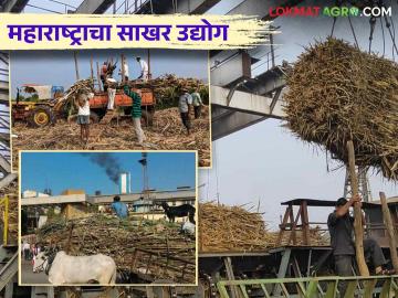 Sugar Industry in Maharashtra : भविष्यामध्ये महाराष्ट्रातील साखर उद्योग कसा असू शकेल वाचा सविस्तर - Marathi News | Sugar Industry in Maharashtra : Read in detail how the sugar industry in Maharashtra can be in the future | Latest News at Lokmat.com