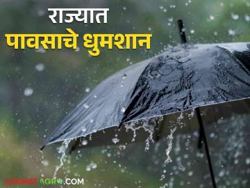 Maharashtra Rain Update : राज्याला पावसाने झोडपले ; मराठवाड्यात 'इतके' टक्के पावसाची नोंद - Marathi News | Maharashtra Rain Update: Rain lashed the state; Marathwada recorded 'so much' percent rainfall | Latest News at Lokmat.com