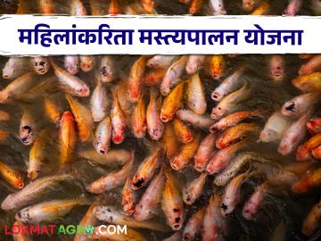 PM Matsya Sampada Yojana : मत्स्य संपदा योजनेअंतर्गत महिलांसाठी 60 टक्क्यांपर्यंत अनुदान, काय आहे ही योजना - Marathi News | Latest News PM Matsya Sampada Yojana Up to 60 percent subsidy for women under Matsya Sampada Yojana, see detail scheme? | Latest News at Lokmat.com PM Matsya Sampada Yojana : मत्स्य संपदा योजनेअंतर्गत महिलांसाठी 60 टक्क्यांपर्यंत अनुदान, काय आहे ही योजना - Marathi News | Latest News PM Matsya Sampada Yojana Up to 60 percent subsidy for women under Matsya Sampada Yojana, see detail scheme? | Latest News at Lokmat.com