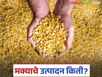 Maize Crop : मक्याचे इतके लाख क्विंटल उत्पन्न; तरी होईना प्रक्रिया उद्योगाची उभारणी जाणून घ्या कारण - Marathi News | Maize Crop: latest news So many lakh quintals of maize yield; But still, know the reason for setting up the processing industry | Latest News at Lokmat.com