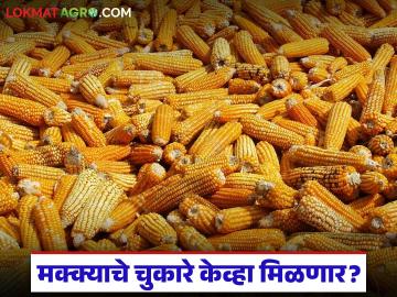 Makka Kharedi : मेळघाटात मका चुकारांचा प्रश्न ऐरणीवर; शेतकरी प्रतीक्षेत - Marathi News | latest news Makka Kharedi: The issue of maize husks is on the agenda in Melghat; Farmers are waiting | Latest News at Lokmat.com