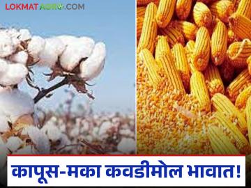 Shetmal Bajar Bhav : ना CCI, ना NAFED… शेतमाल थेट व्यापाऱ्यांच्या घशात? - Marathi News | latest news Shetmal Bajar Bhav: Neither CCI, nor NAFED… Agricultural products directly into the throats of traders? | Latest News at Lokmat.com
