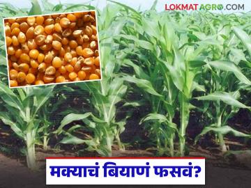 Fake Maize Seeds : पेरलं-उगवलं… पण दाणा भरलाच नाही; मका पिकात नेमकं काय बिघडलं? - Marathi News | latest news Fake Maize Seeds: Sowed and grew… but no seeds were planted; What exactly went wrong with the maize crop? | Latest News at Lokmat.com