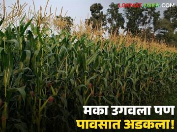 Maize Crop : पावसाने घात केला; शेतातच अडकला मका, बाजारात ओलसर मक्याला कसा मिळतोय भाव वाचा सविस्तर - Marathi News | latest news Maize Crop : Rains wreaked havoc; Maize stuck in the field, read in detail how wet maize is getting value in the market | Latest News at Lokmat.com