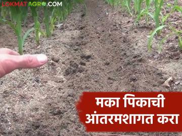Rabbi Maka Crop : मका पिकात पेरणीनंतर आंतरमशागतीची कामे कशी कराल? वाचा सविस्तर  - Marathi News | Latest News Rabbi Maka Crop management How to do intercropping in maize crop after sowing? Read in detail  | Latest News at Lokmat.com