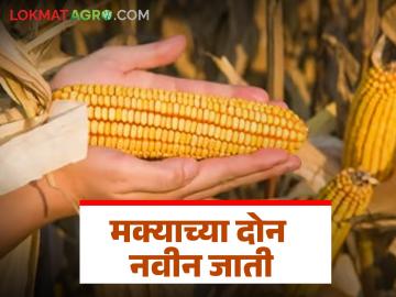 Maka Van : चांगलं उत्पादन देणाऱ्या अन् रोगांना बळी न पडणाऱ्या मक्याच्या दोन जाती विकसित  - Marathi News | Latest News Maka Seed Developed two varieties of maize good yield and are not susceptible to diseases  | Latest News at Lokmat.com