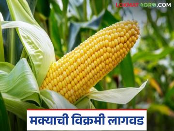 Maize Cultivation : मका 'या' जिल्ह्यातील चौथं प्रमुख पीक; जाणून घ्या काय आहे कारण - Marathi News | latest news Maize Cultivation : This year, the crop pattern in the district has changed; maize cultivation is twice the average. | Latest News at Lokmat.com