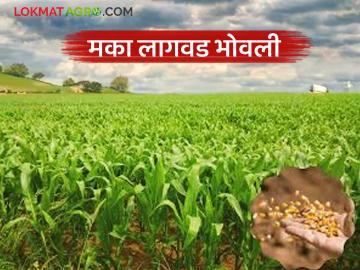 Maize Cultivation : मका लागवड भोवली; काय आहे प्रकरण वाचा सविस्तर - Marathi News | latet news Maize Cultivation: Maize cultivation in Bhowli; What is the matter? Read in detail | Latest News at Lokmat.com