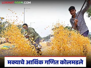 Maize Market : मका उत्पादकांची आर्थिक घडी विस्कटली; मका प्रतवारीच्या नावाखाली 'लूट' वाचा सविस्तर - Marathi News | latest news Maize Market: Maize producers' financial situation is ruined; 'loot' in the name of maize grading Read in detail | Latest News at Lokmat.com