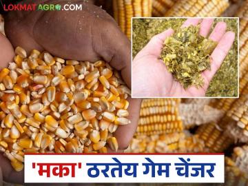 Maka Lagwad : यंदा मका पिक सगळ्या बाजूने ठरतंय गेम चेंजर; वाचा सविस्तर - Marathi News | Maka Lagwad : This year's maize crop is turning out to be a game changer in all aspects; Read in detail | Latest News at Lokmat.com