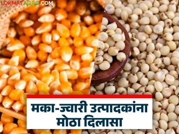 Makka-Jowar Kharedi : शेतकऱ्यांच्या लढ्याला मोठं यश; मका-ज्वारीचे चुकारे अखेर खात्यात - Marathi News | latest news Makka Jowar Kharedi: A great success for the farmers' struggle; Maize jowar debts finally in the accounts | Latest News at Lokmat.com Makka-Jowar Kharedi : शेतकऱ्यांच्या लढ्याला मोठं यश; मका-ज्वारीचे चुकारे अखेर खात्यात - Marathi News | latest news Makka Jowar Kharedi: A great success for the farmers' struggle; Maize jowar debts finally in the accounts | Latest News at Lokmat.com