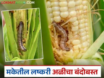 उन्हाळ्यात चाऱ्यासाठी घेतल्या जाणाऱ्या मका पिकातील लष्करी अळीच्या नियंत्रणासाठी जैविक उपाय - Marathi News | Biological solutions for the control of armyworm in summer fodder maize crops | Latest News at Lokmat.com उन्हाळ्यात चाऱ्यासाठी घेतल्या जाणाऱ्या मका पिकातील लष्करी अळीच्या नियंत्रणासाठी जैविक उपाय - Marathi News | Biological solutions for the control of armyworm in summer fodder maize crops | Latest News at Lokmat.com
