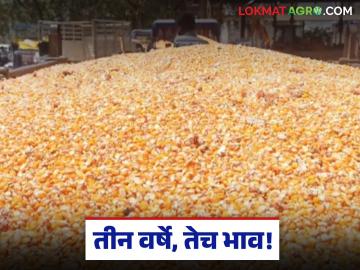 Maize Market : तीन वर्षे, तेच भाव; मक्याला बाजारात न्याय मिळेना वाचा सविस्तर - Marathi News | latest news Maize Market: Three years, same price; Maize does not get justice in the market, read in detail | Latest News at Lokmat.com Maize Market : तीन वर्षे, तेच भाव; मक्याला बाजारात न्याय मिळेना वाचा सविस्तर - Marathi News | latest news Maize Market: Three years, same price; Maize does not get justice in the market, read in detail | Latest News at Lokmat.com