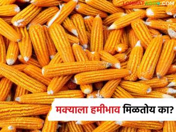 Maize Market : मक्याच्या भावावर मोठे प्रश्नचिन्ह; हमीभाव असूनही शेतकरी तोट्यात का? - Marathi News | latest news Maize Market: Big question mark over maize prices; Why are farmers losing money despite guaranteed prices? | Latest News at Lokmat.com Maize Market : मक्याच्या भावावर मोठे प्रश्नचिन्ह; हमीभाव असूनही शेतकरी तोट्यात का? - Marathi News | latest news Maize Market: Big question mark over maize prices; Why are farmers losing money despite guaranteed prices? | Latest News at Lokmat.com