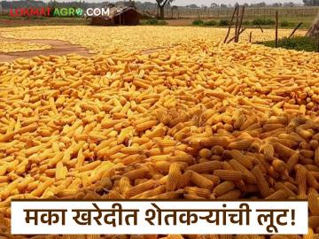 Maize Market : 'कडता' च्या नावे मका खरेदी केंद्रावर शेतकऱ्यांची लुट वाचा सविस्तर - Marathi News | latest news Maize Market: Farmers looted at maize procurement center in the name of 'Kadta' Read in detail | Latest News at Lokmat.com Maize Market : 'कडता' च्या नावे मका खरेदी केंद्रावर शेतकऱ्यांची लुट वाचा सविस्तर - Marathi News | latest news Maize Market: Farmers looted at maize procurement center in the name of 'Kadta' Read in detail | Latest News at Lokmat.com