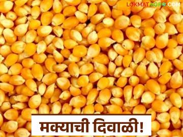 Maize Market Update : ओल्या दुष्काळातही मक्याने दिला दिलासा; 'या' बाजारात विक्रमी आवक - Marathi News | latest news Maize Market Update: Maize provided relief even in the wet drought; Record arrivals in this market | Latest News at Lokmat.com