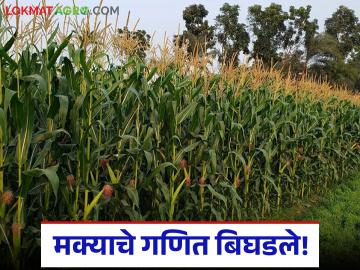 Makka Bajar Bhav : मक्याचे गणित बिघडले; जाणून घ्या बाजारात कसा मिळतोय दर - Marathi News | latest news Makka Bajar Bhav: Maize math is wrong; Know how the price is being obtained in the market | Latest News at Lokmat.com