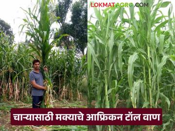 Maka Biyane : जनावरांच्या हिरव्या चाऱ्यासाठी मक्याची 'ही' जात आहे बेस्ट, असे मिळवा बियाणे   - Marathi News | Latest News Maize fodder African Tall variety of maize is the best for animal feed buy seeds Online | Latest News at Lokmat.com